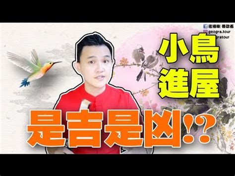 夢見鳥入屋|夢見鳥飛入屋